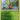 Treecko (Toys R Us) - (008/168) - Miscellaneous Cards & Products - (Promo)