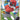 Ball Guy (Full Art) - (065/072) - Shining Fates - (Ultra Rare)