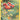 Paras - (GG32/GG70) - SWSH: Crown Zenith: Galarian Gallery - (Ultra Rare)
