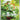 Caterpie - (172/165) - SV: Scarlet & Violet 151 - (Illustration Rare)