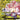 Shirahoshi (Pack Vol. 6) (Winner) - (OP03-116) - One Piece Promotion Cards - (Uncommon)