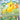 Pikachu - (088) - SV: Scarlet & Violet Promo Cards - (Promo)