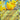 Pikachu ex (063/193) (Holiday Calendar) [Miscellaneous Cards]