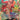 Monkey.D.Luffy (2nd Anniversary Tournament) - (ST13-003) - One Piece Promotion Cards - (Leader)