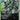 Zaku II (ST03-008) - Edition Beta (C)