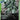 Zaku II (ST03-008) - Starter Deck 03: Zeon's Rush (C)