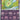 Solosis (Poke Ball Pattern) - (037/086) - SV: Black Bolt - (Common)
