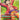 Monkey.D.Luffy (Luffy Deck) - (ST21-014) - Learn Together Deck Set - (Super Rare)