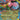Mega Venusaur ex - (013) - ME: Mega Evolution Promo - (Promo)