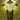 Order Rune (R06a) (Spiritforged) (Showcase)