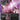 Gundam Virtue (Trans-Am) (GD04-054) - Phantom Aria (R)
