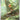 Chespin - (087/086) - ME04: Chaos Rising - (Illustration Rare)
