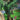 Archazia's Island Puzzle Insert (Version 1 of 2) (Bottom Right) [Archazia's Island]