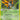 Beautifly - (2/107) - EX Deoxys - (Holo Rare)