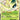Celebi EX - (9/149) - Boundaries Crossed - (Ultra Rare)