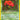 Dark Vileplume (13) - (13/82) - Team Rocket - (Holo Rare)