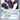 Kyogre ex (EX Collector's Tins) - (037) - Nintendo Promos - (Promo)