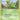 Treecko - (75/109) - EX Ruby and Sapphire - (Common)